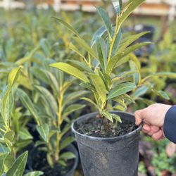 SCHIP LAUREL 1 gallon size