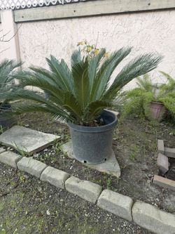 Sago Palm 