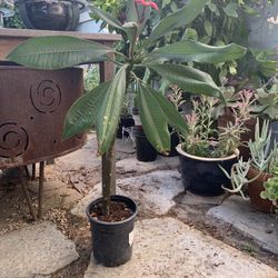 I Have Two Plans  Prímelos Color Pink