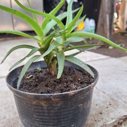 Planta Natural 