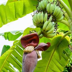 Banana Trees