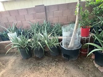 Large Collection Of Aloe Vera Plants