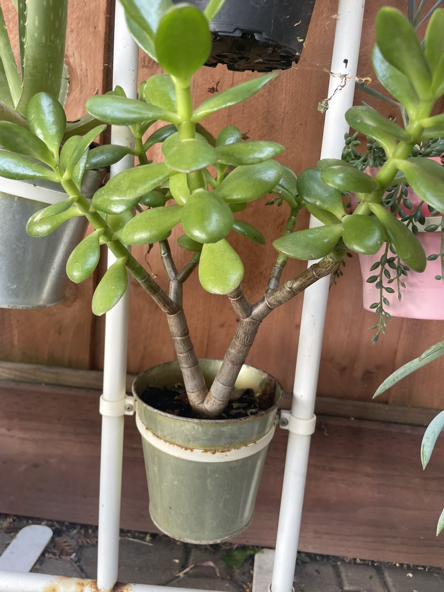 Small Jade plant With Plastic Pot
