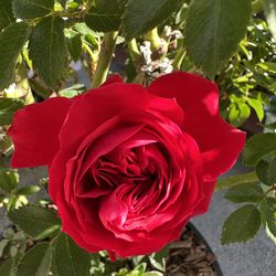 Beautiful Red Miniflora Rose