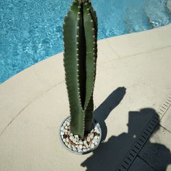 36" 3 Ft Tall Peruvian Apple Cactus Cutting $40 -Ship $16 White Flowers Red Edible Fruit 