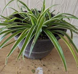 Planta natural $$10