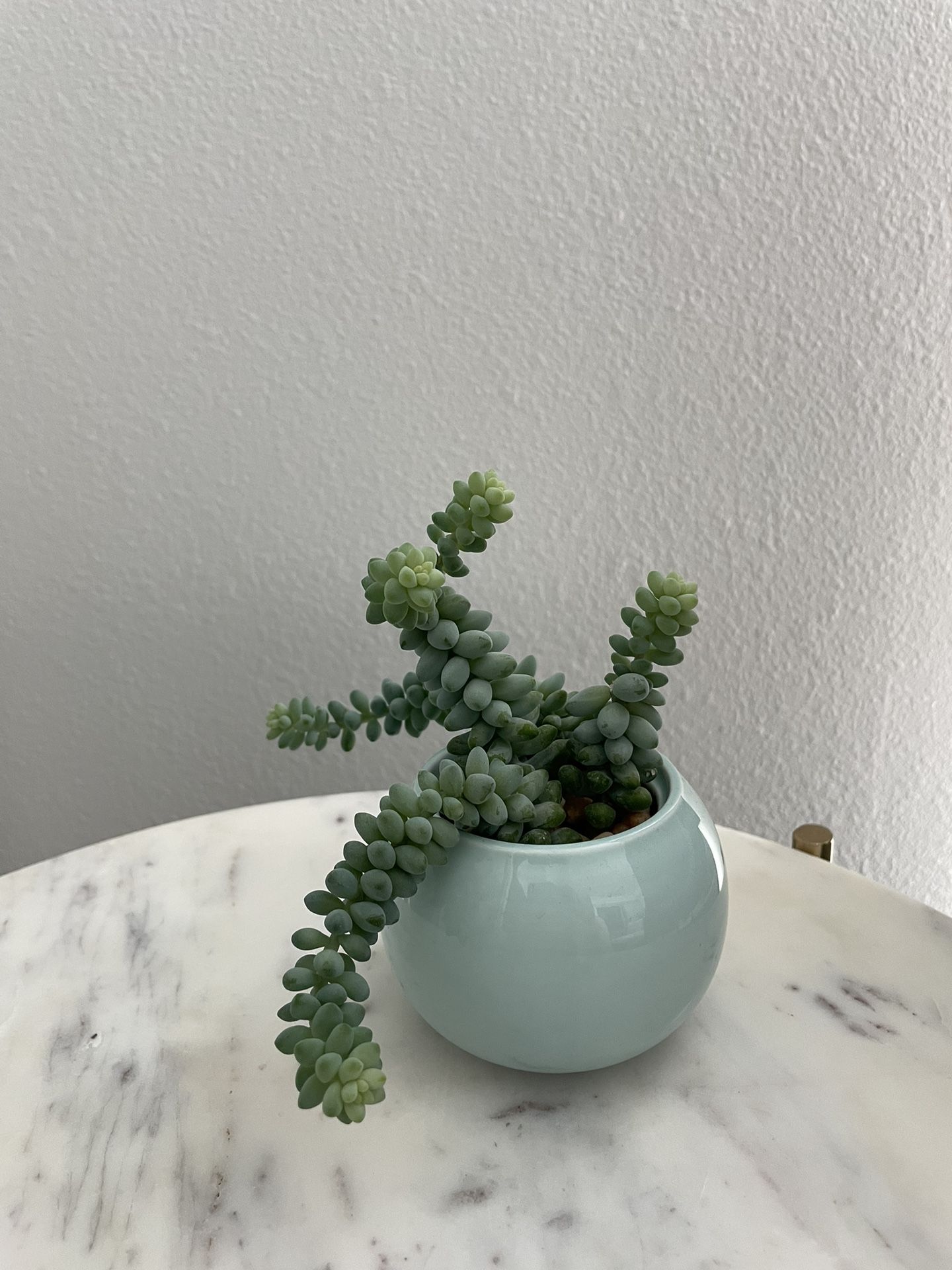Succulents