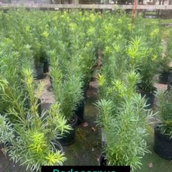 Podocarpus Green Island Ficus 