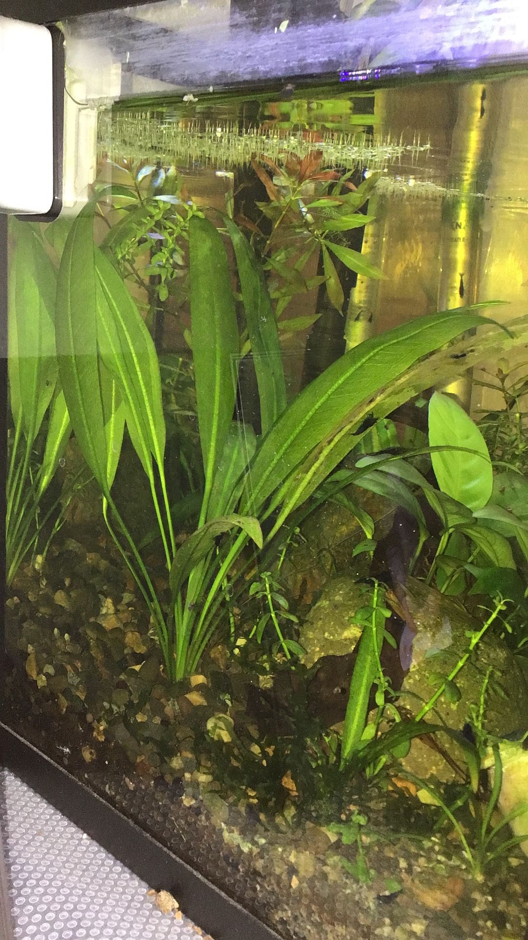 Aquatic Fish Tank Plants