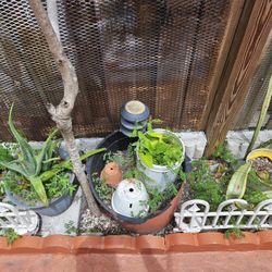 5$ Each Plant 