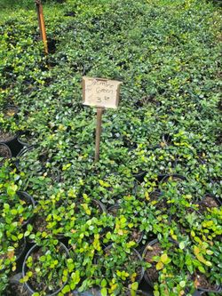 Jasmine Green 1 gallon