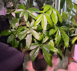Money Tree
