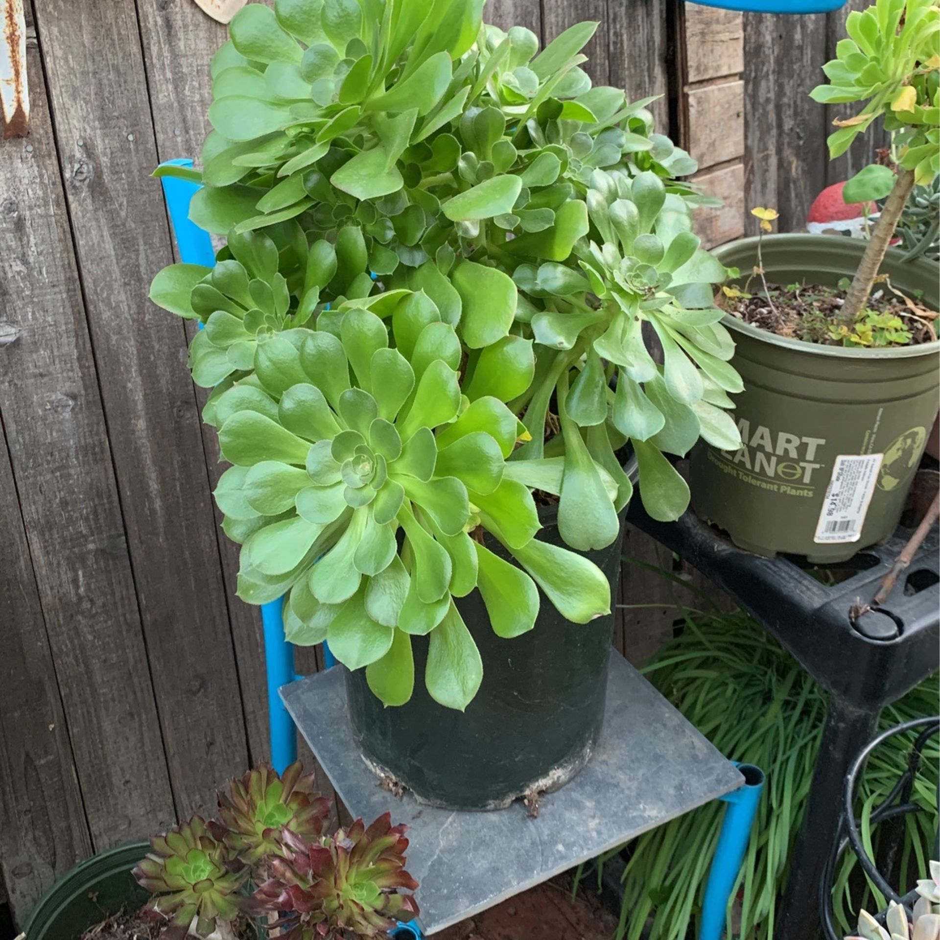 Green Aeonium Succulent