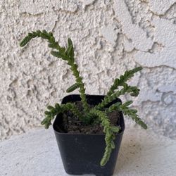 2 Inch Pot Succulent Plant - Crassula Muscosa - Watch Chain - Rooted & Established - Drought Resistant 🪴 Perfect Baby & Wedding Shower Favors