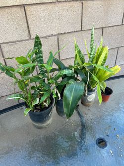 Bundle of plants