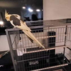 Parrot Cage 