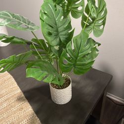 Fake Plant 