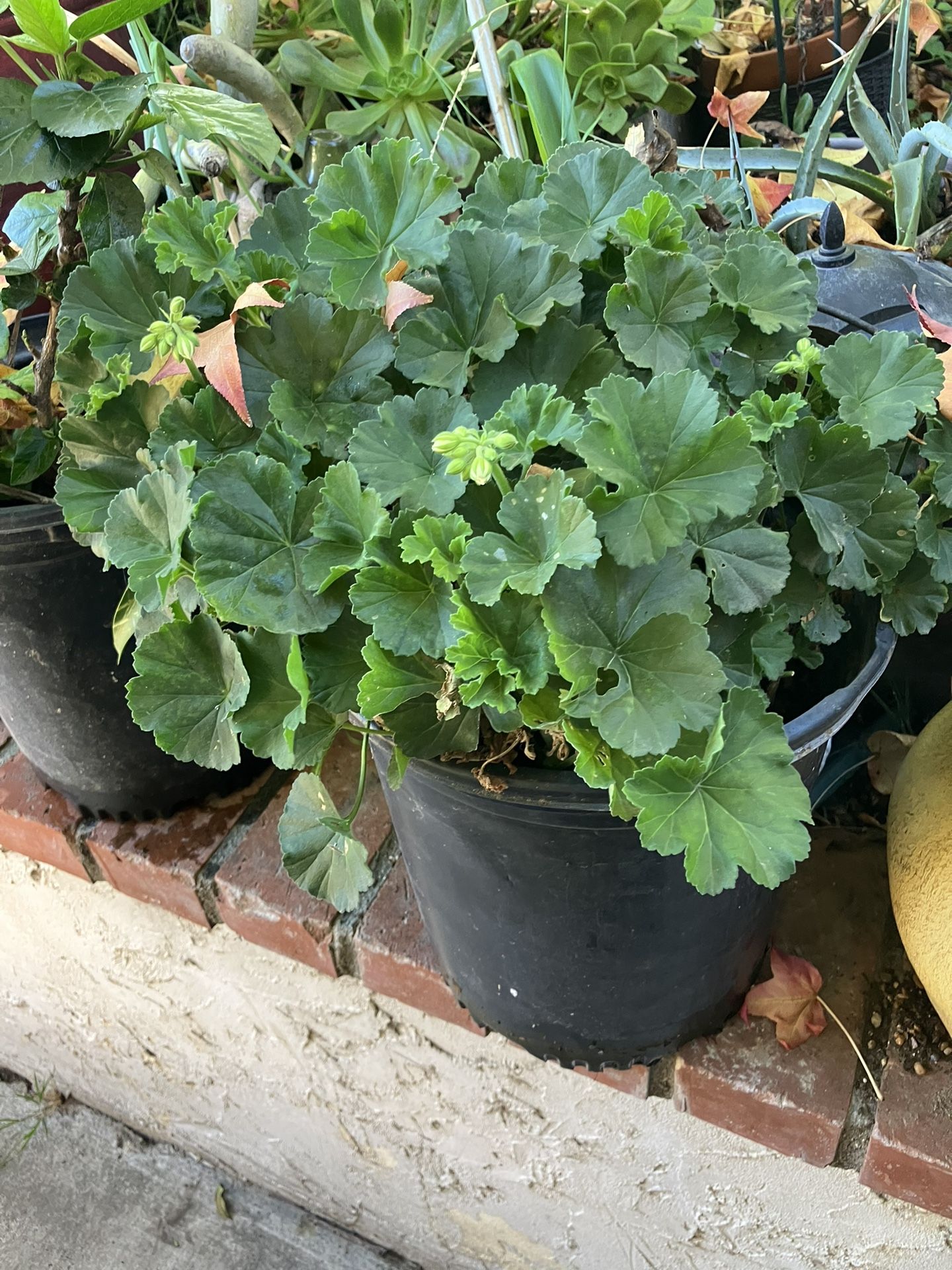 Plants Geraniums In Large Pots