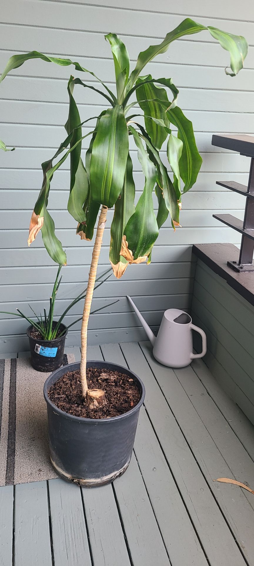 Dracaena fragrans in plastic container