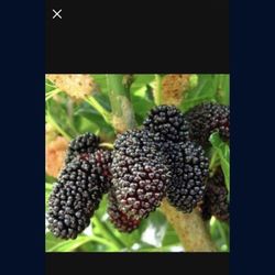 1 Gallon 2 Feet BlackBerry Fully Rooted Plant