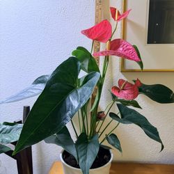 Red Red Flamingo Flower Anthurium House plant LIVE PLANT ~ 24”