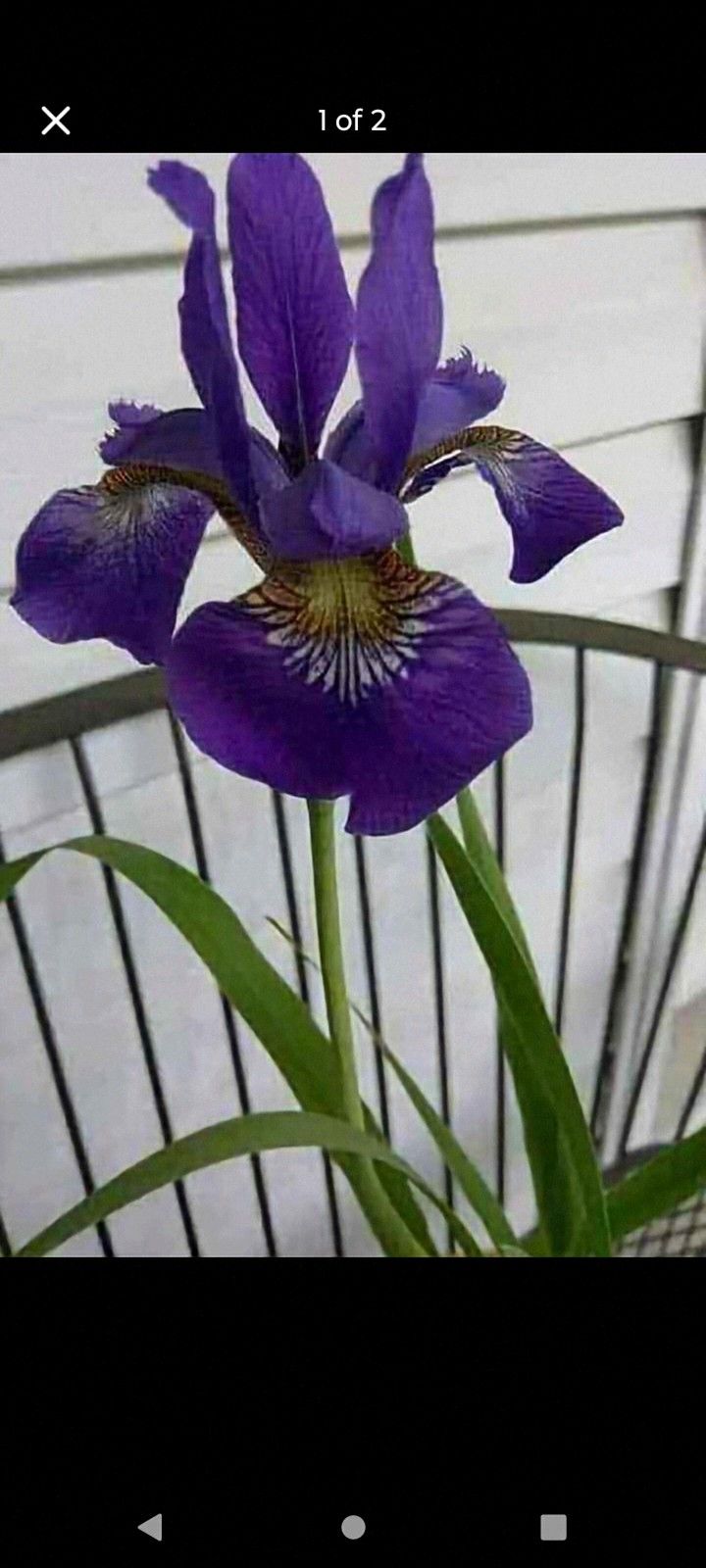 Lovely Siberian Iris Perennial Plants