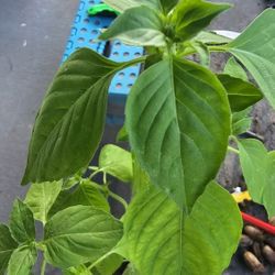Lemon Scent Basil Plant, Grown From Seeds