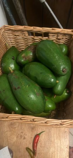 Fresh Avocados