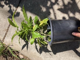 Zapote plant