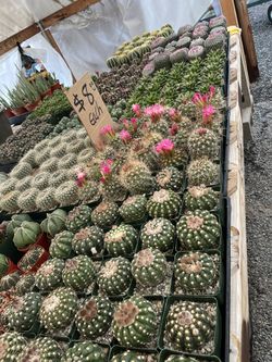 Cactus In 5” Pots $8 Each 