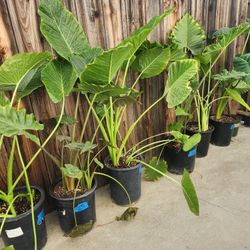 Elephant Ear Plants