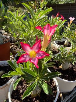 Desert Rose