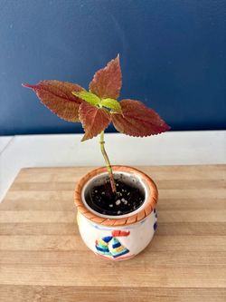 Coleus Plant in Decorative Ceramic Pot