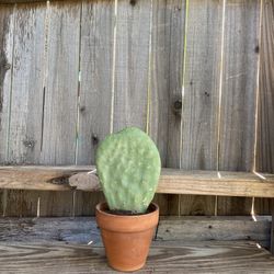 Small Nopal Cactus Plant