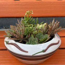 SUCCULENT ARRANGEMENT