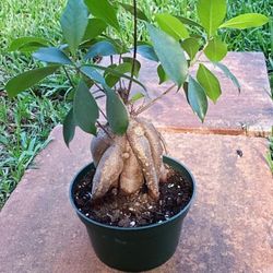 Bonsai Ficus Banyan Tree Specimen Natural Over 10 years old Very Cool Roots