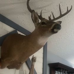 Deer Wall Mount 