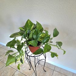 🌿Golden Pothos Trailing Houseplant🦋 🌿