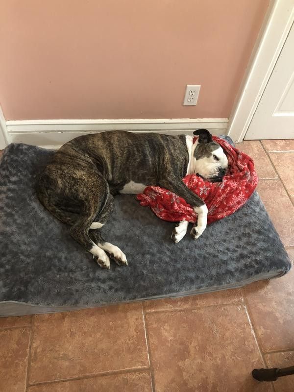 Cat & Dog Bed with Removable Cover, Cream, Jumbo