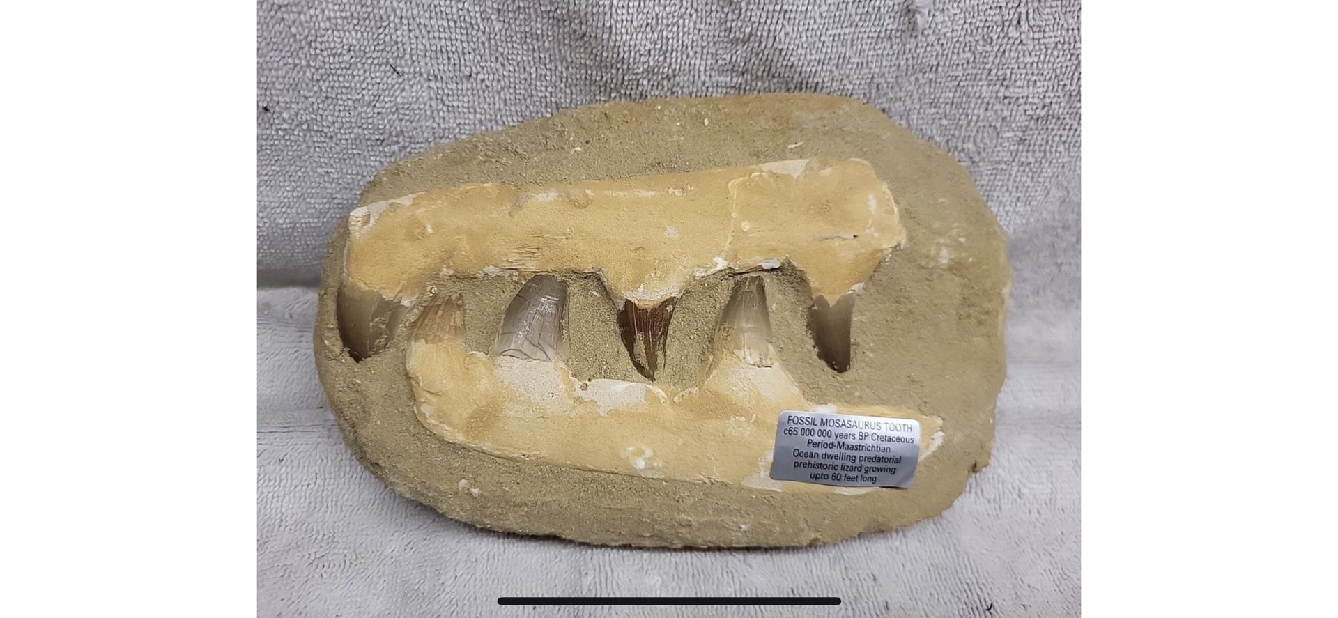 Huge Mosasaur Tooth Fossil Specimen W/Root In Matrix Fossil Mosasaurus Dinosaur