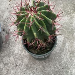 Cactus