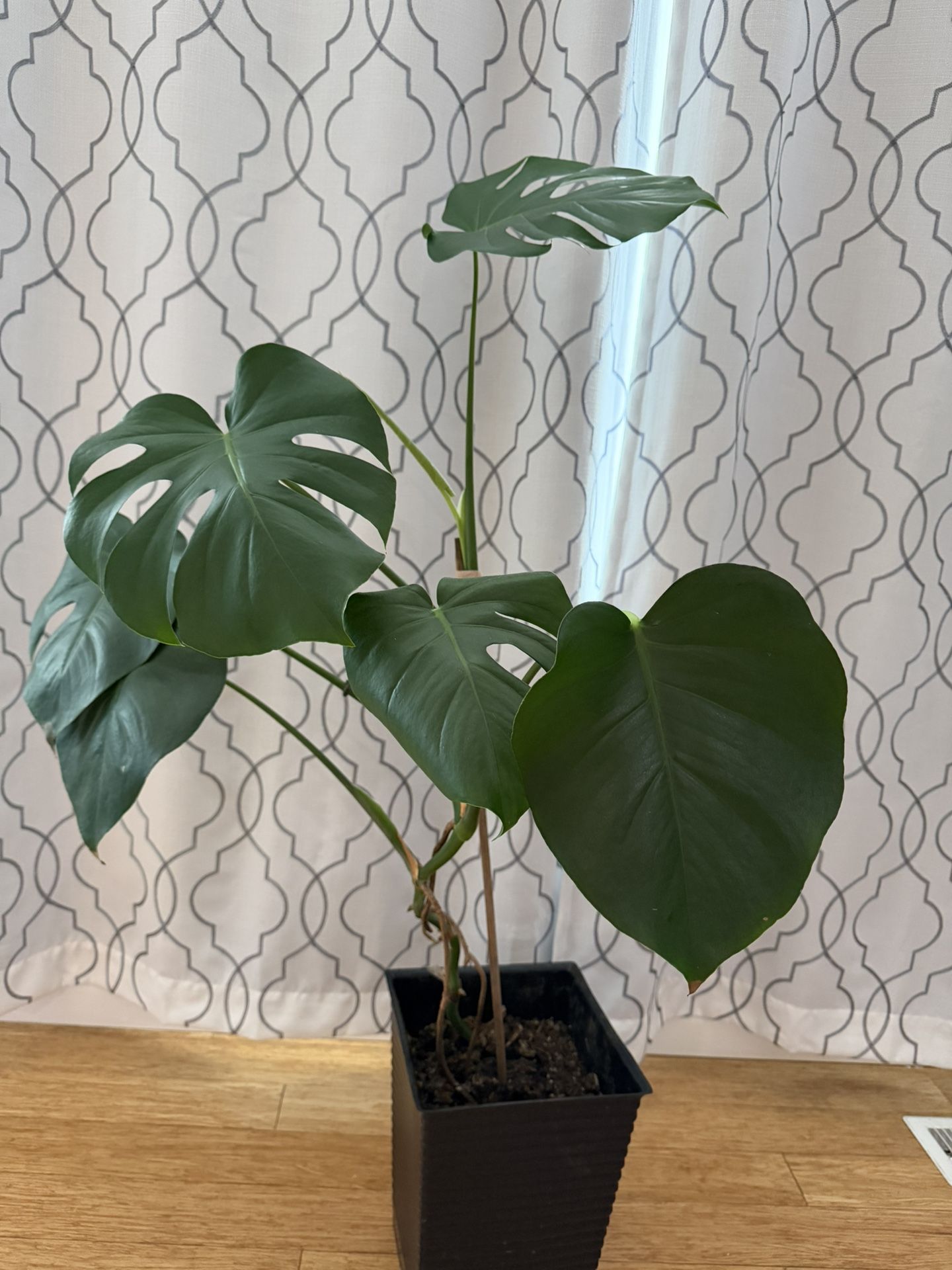 Large Monstera Plant