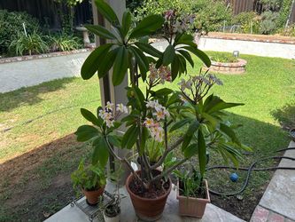 Plumeria plant in large pot