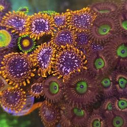 Utter Chaos Zoa