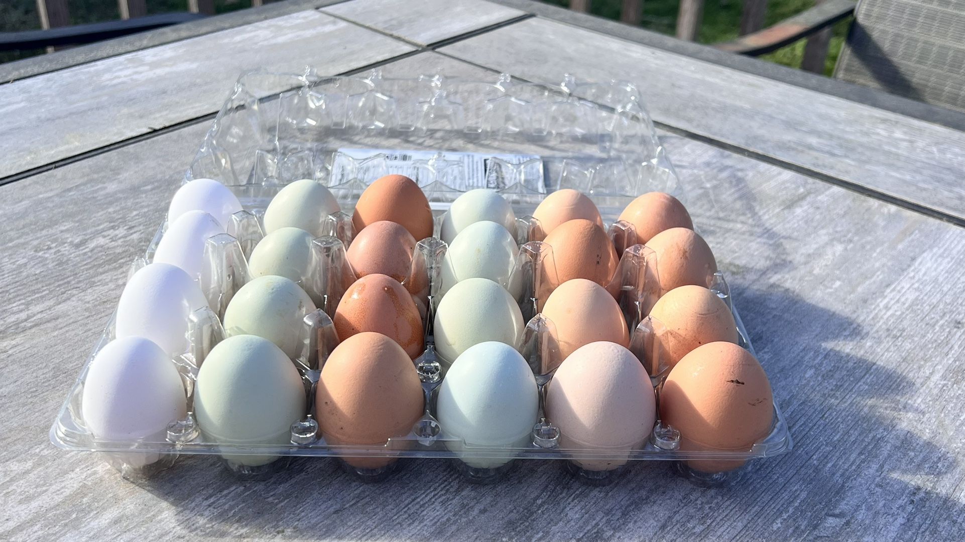 🐥Farm Fresh Eggs🐥