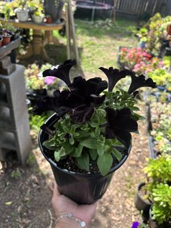 Petunia Plant 1 Gallon Pot 