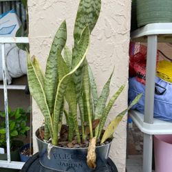 Snake Plant// Mother-in-laws Tongue//Luenga De Suegra