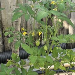 Variedades de plantas