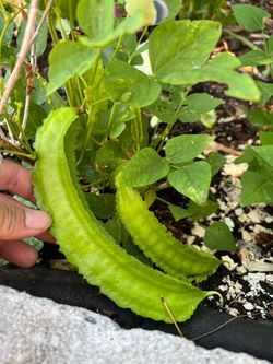 Wing bean plant