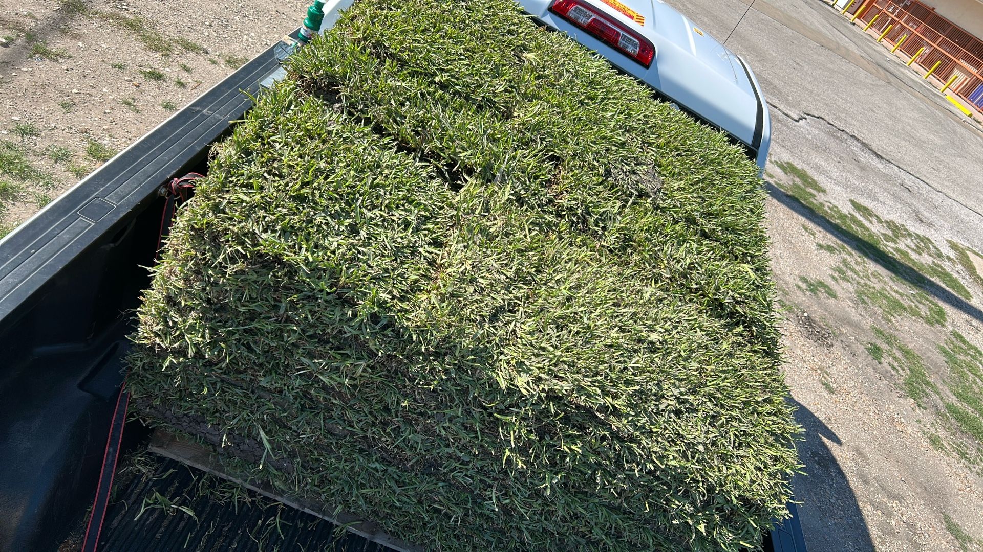 St.Augustine Grass